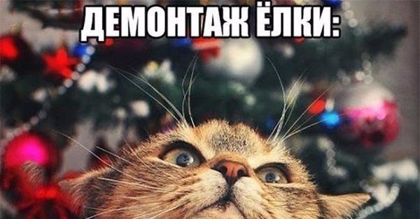 Новогодние коты мемы