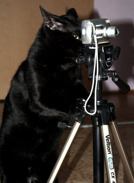 Кот с фотоаппаратом