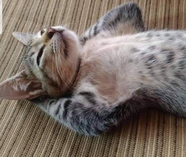 Кот лежит на спине