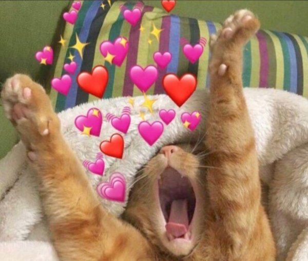 Доброе утро котики с сердечками