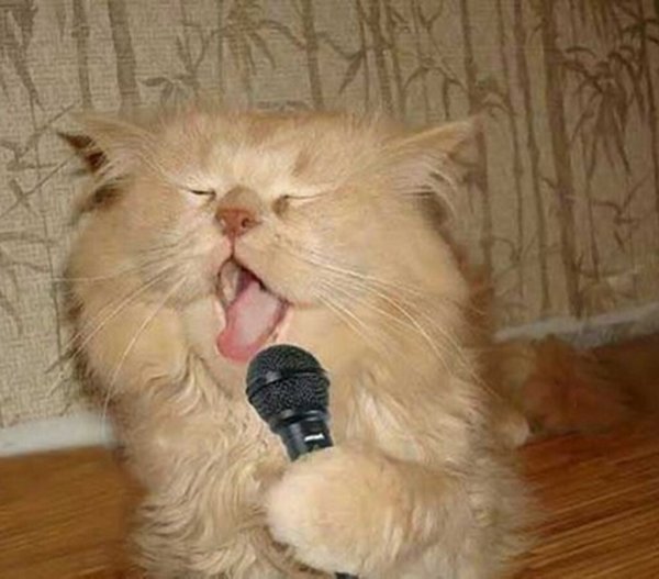 Кот поет