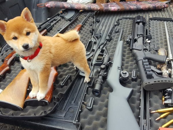 Собака в военной форме