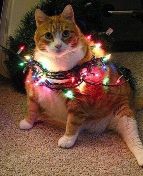 Котик новый год