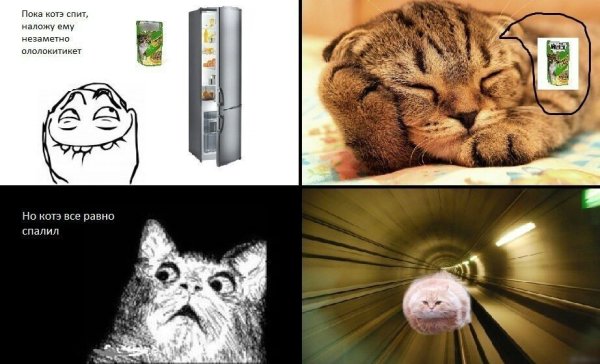 Кот Мем