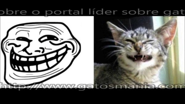 Смешные лица котов