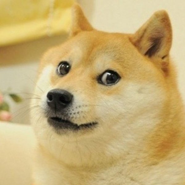 Сиба-ину Doge Мем