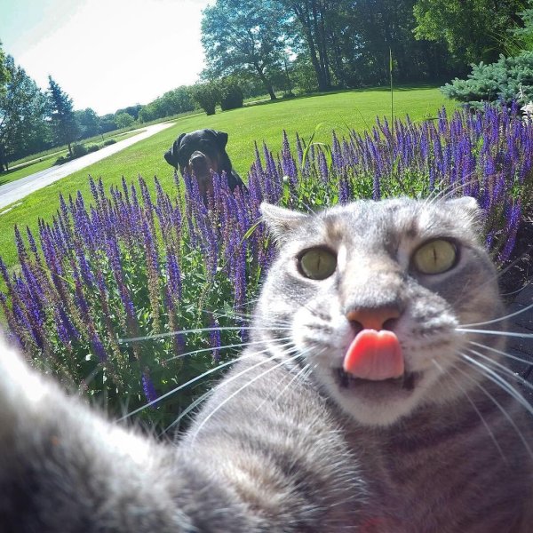 Кот фоткает