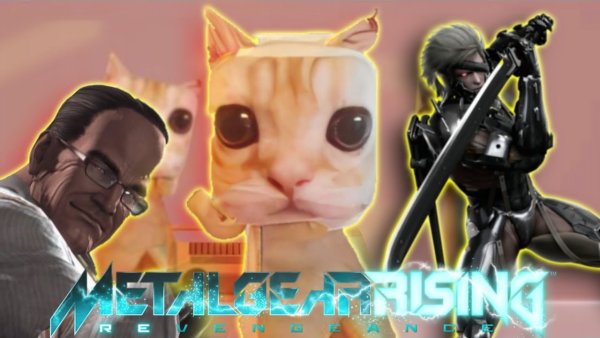 Эль Гато кот в хорошем качестве