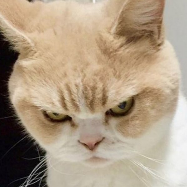 Кот закатывает глаза