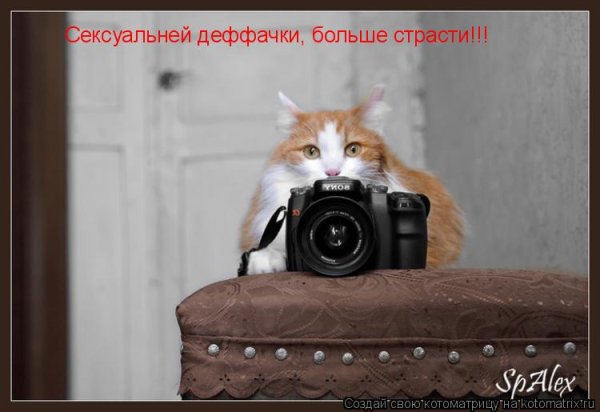 Больше страсти кот с камерой Мем