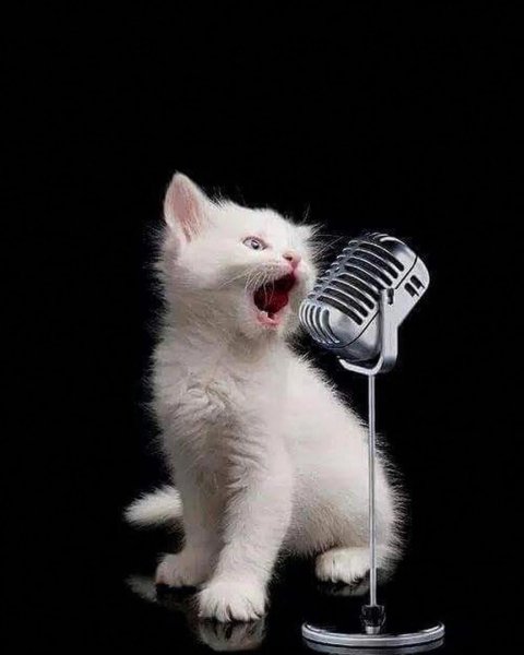 Поющие коты