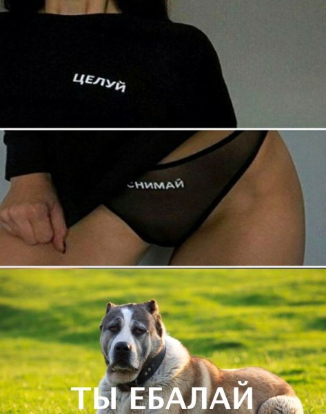 Аргументный аргумент собака оригинал