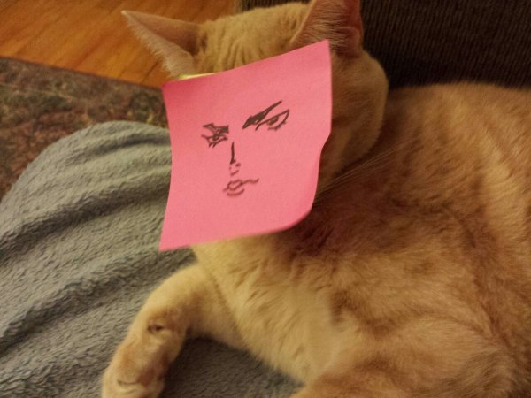 Пикчи с котиками без надписей