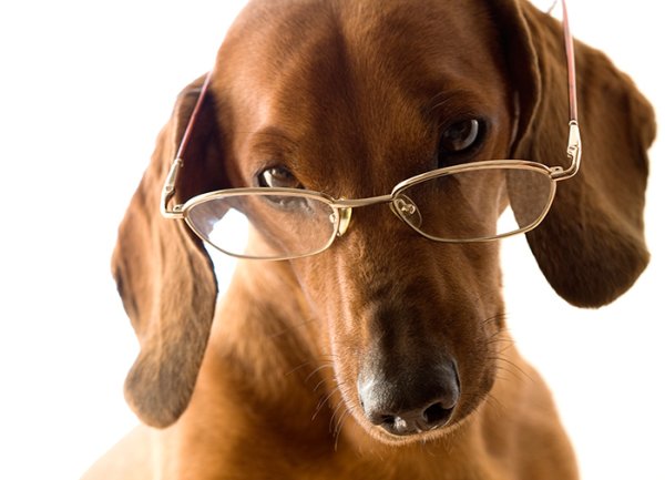 Такса в очках