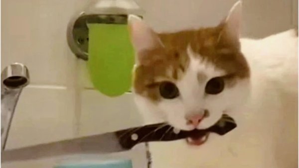 Кот с ножиком в зубах