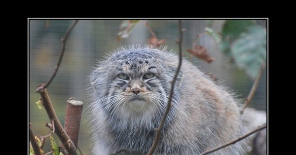 Погладь кота демотиватор