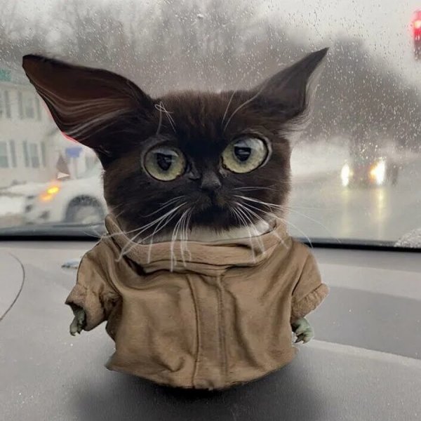 Мемы с котиками