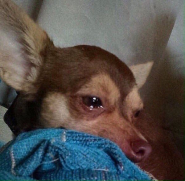 Плачущие животные