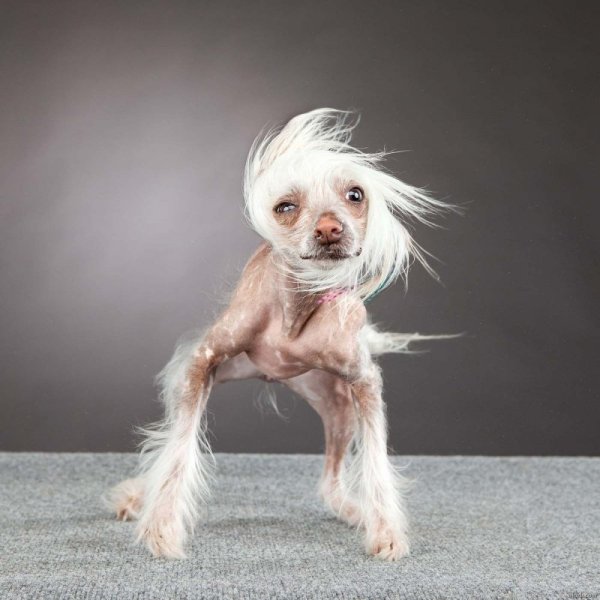 Мексиканская хохлатая собачка