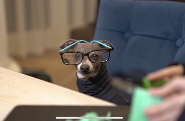 Пес в очках из мема