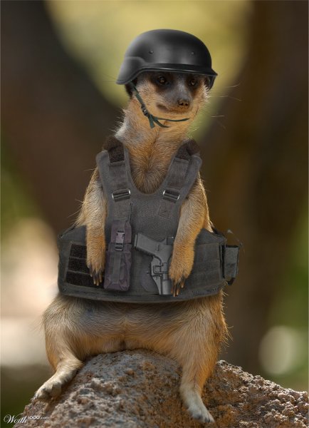 Зверек в военной форме