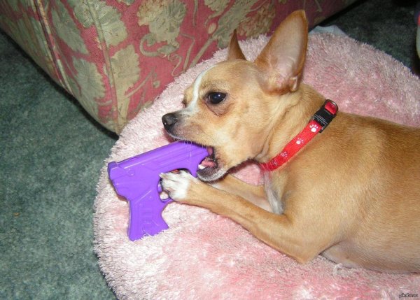 Чихуахуа с ножом