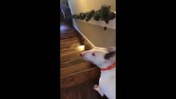 Бультерьер прыгает с лестницы