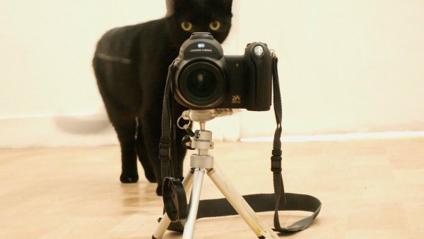 Кот с фотоаппаратом