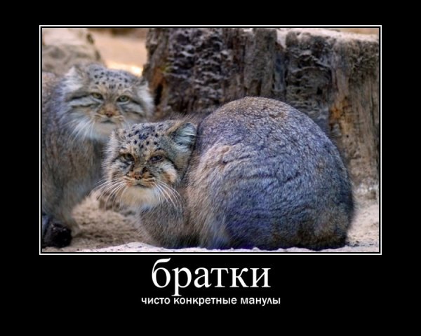 Кот Манул погладь кота