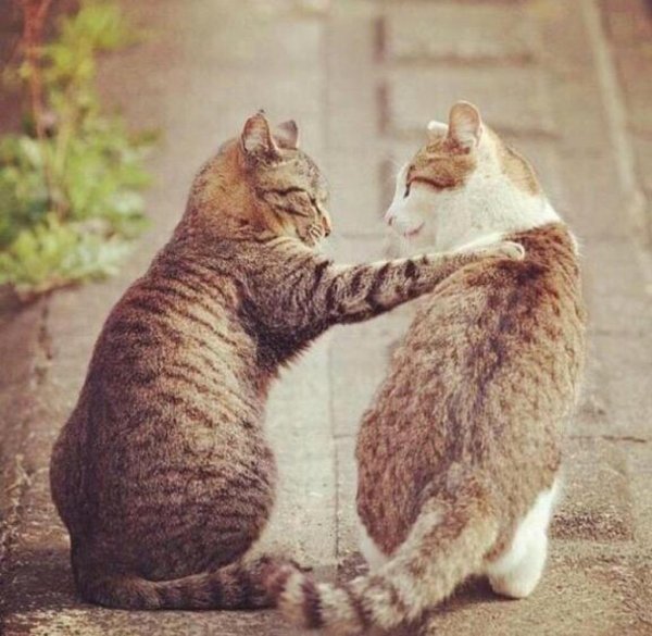 Котики болтают