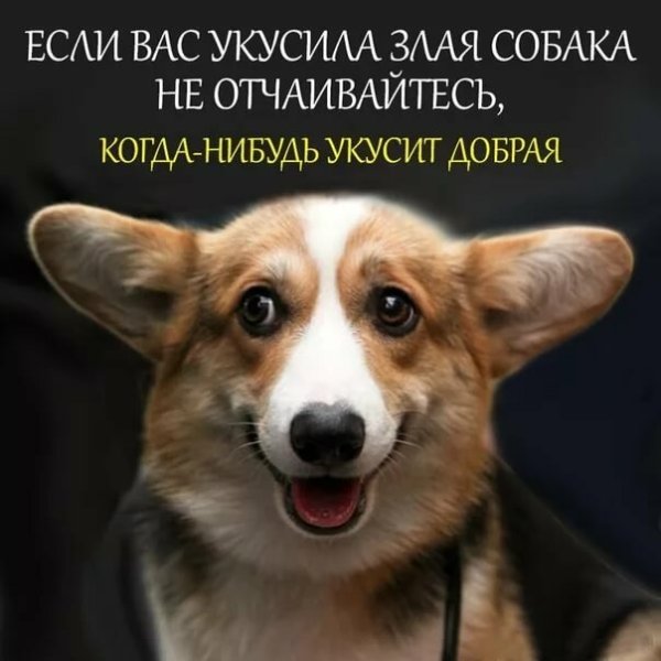 Если вас укусила собака