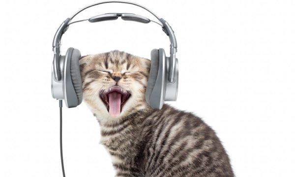 Кот с микрофоном