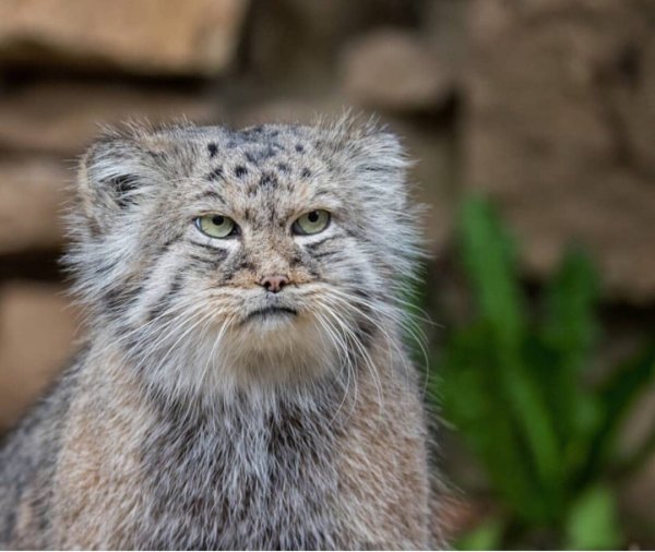 Манул погладь кота