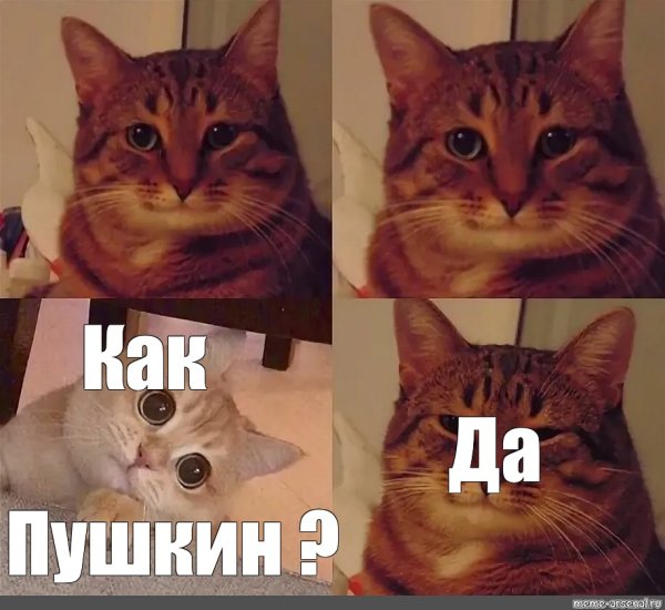Котик Мем
