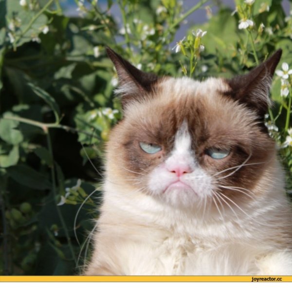 Сердитый кот