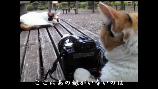 Кот фотографирует