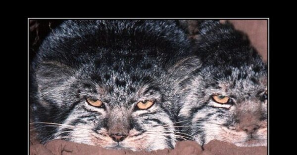 Погладь кота погладь кота сцуко