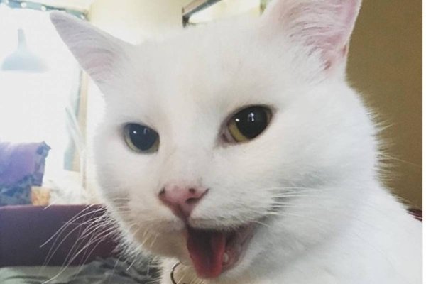 Белый кот кричит