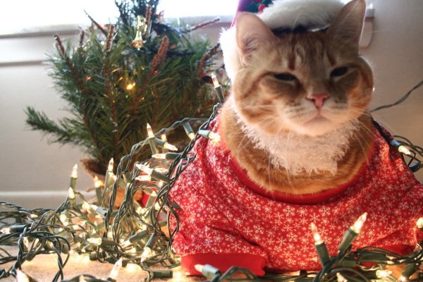 Новогодний кот Мем