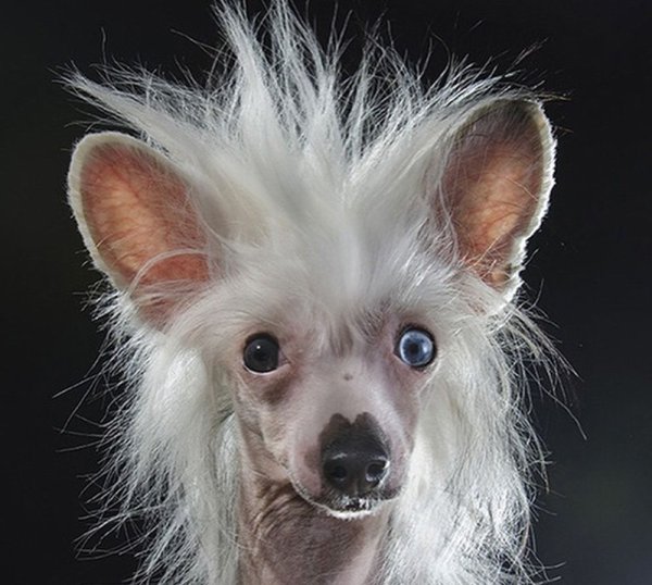 Чихуахуа хохлатая