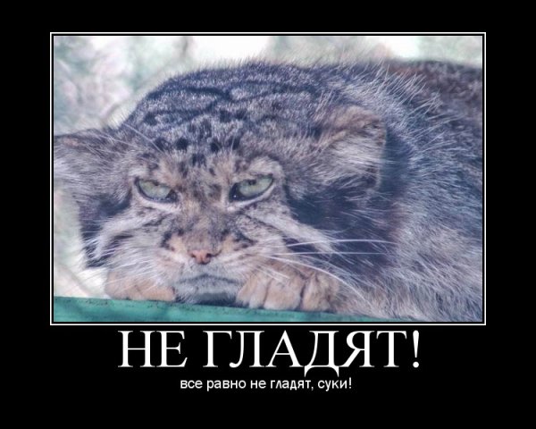 Погладь кота демотиватор