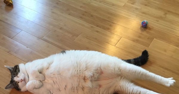 Кот с вытянутыми ногами