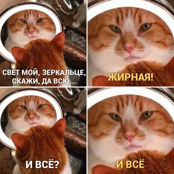 Мемы с котами и надписями