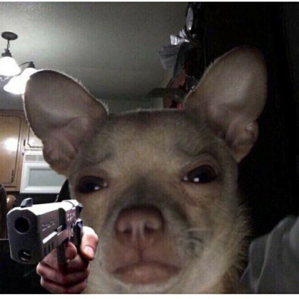 Смешные чихуахуа