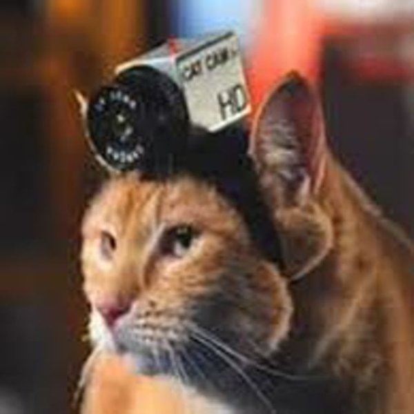 Кошка с фотоаппаратом