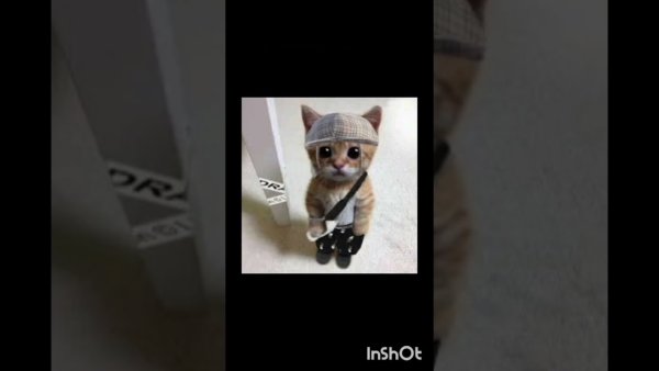 Кот эльгато