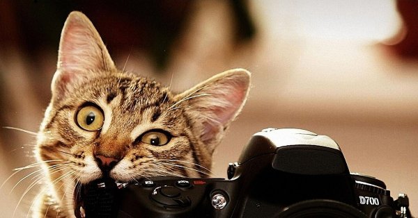 Коты в камере