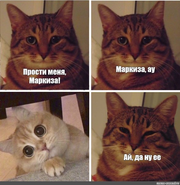 Мемы с котами