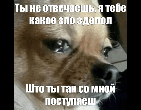 Мемы с грустной собакой