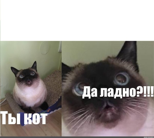 Кот Мем да ладно